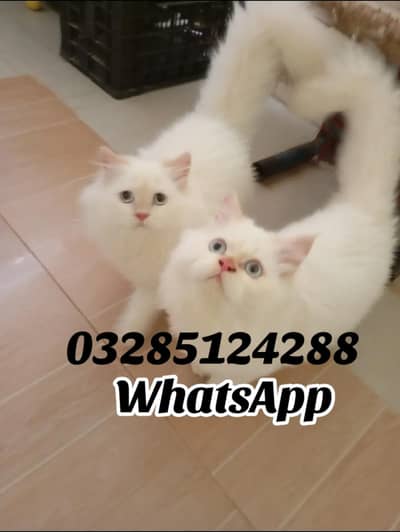 Persian kittens for sale