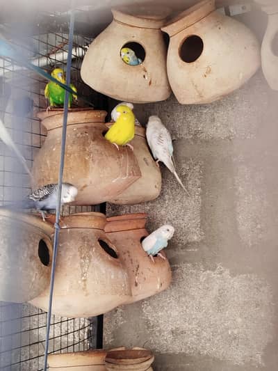 Australian parrot , budgies & finchs