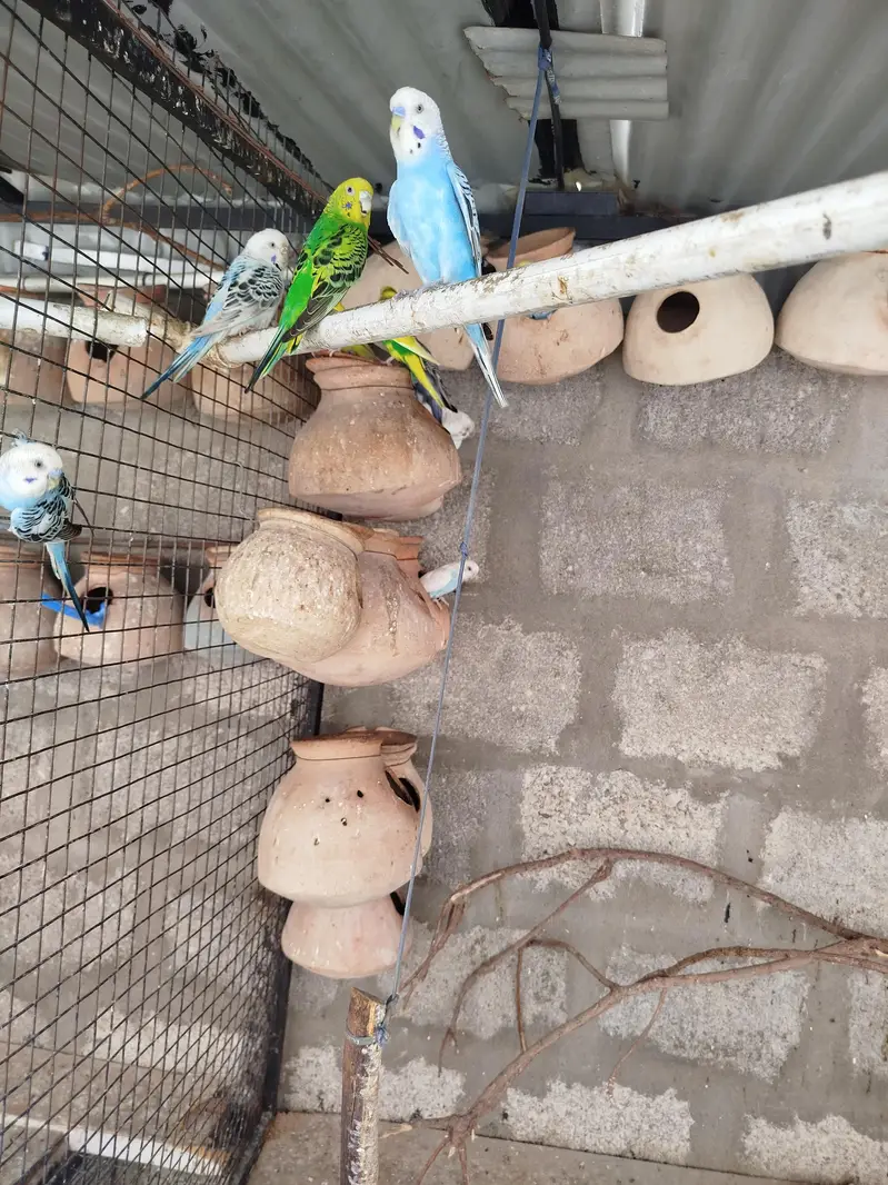 Australian parrot , budgies & finchs — photo 2