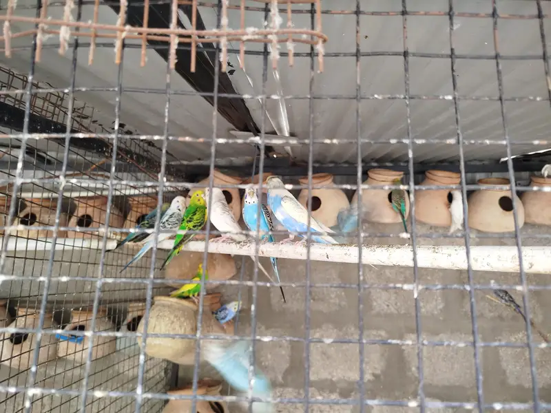 Australian parrot , budgies & finchs — photo 3