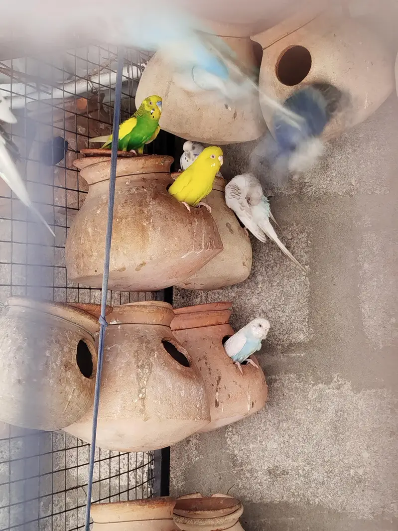 Australian parrot , budgies & finchs — photo 4
