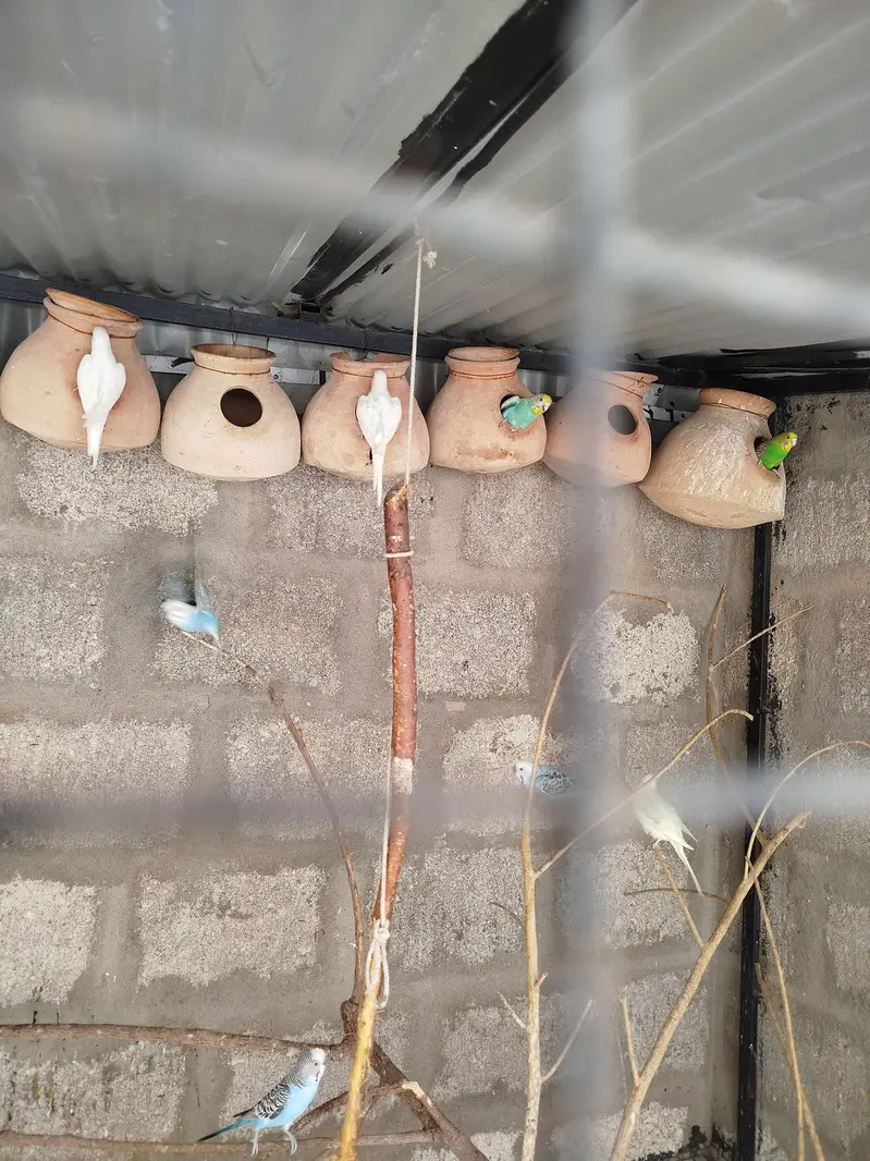 Australian parrot , budgies & finchs — photo 5