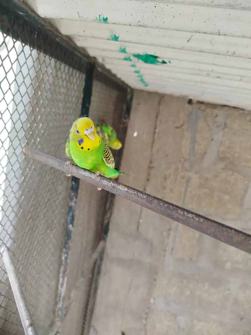 Australian parrot , budgies & finchs — photo 6