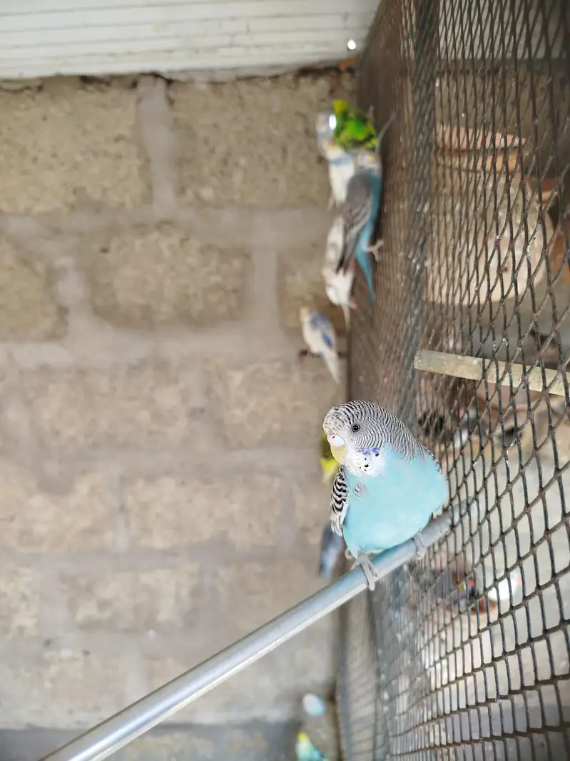 Australian parrot , budgies & finchs — photo 7