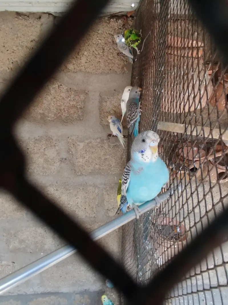 Australian parrot , budgies & finchs — photo 8