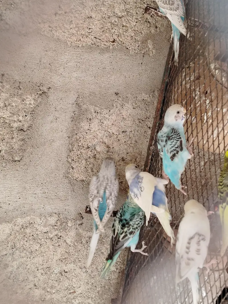 Australian parrot , budgies & finchs — photo 9