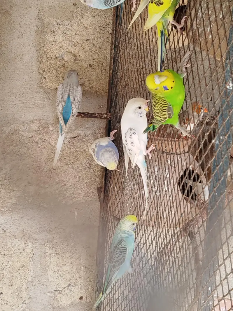Australian parrot , budgies & finchs — photo 10