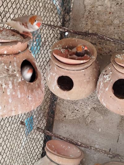 Finch looking for new shelter