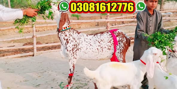 Makkah Chini Bakri Our 3 Bacchon Ka Sath Urgent For Sale