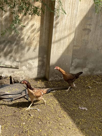 2 madia for sale hn