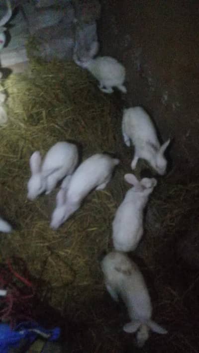 Rabbits Red eyes black eyes white color brown colour rabbit