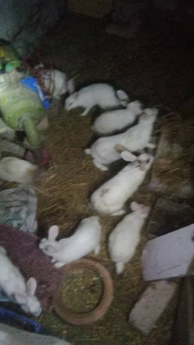 Rabbits Red eyes black eyes white color brown colour rabbit