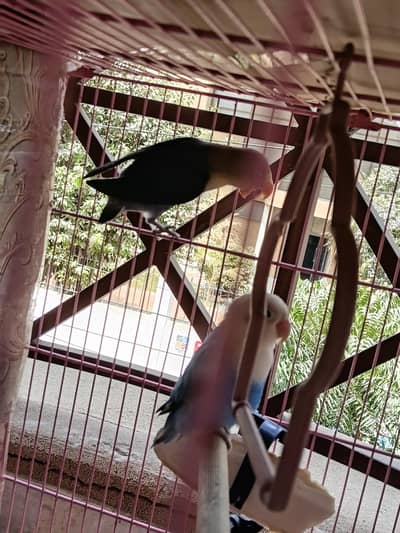 for sale beedar pair male female confirm