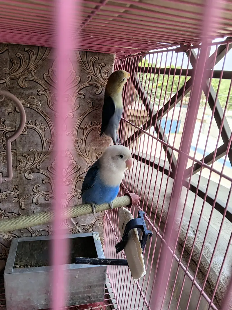 for sale beedar pair male female confirm — photo 2