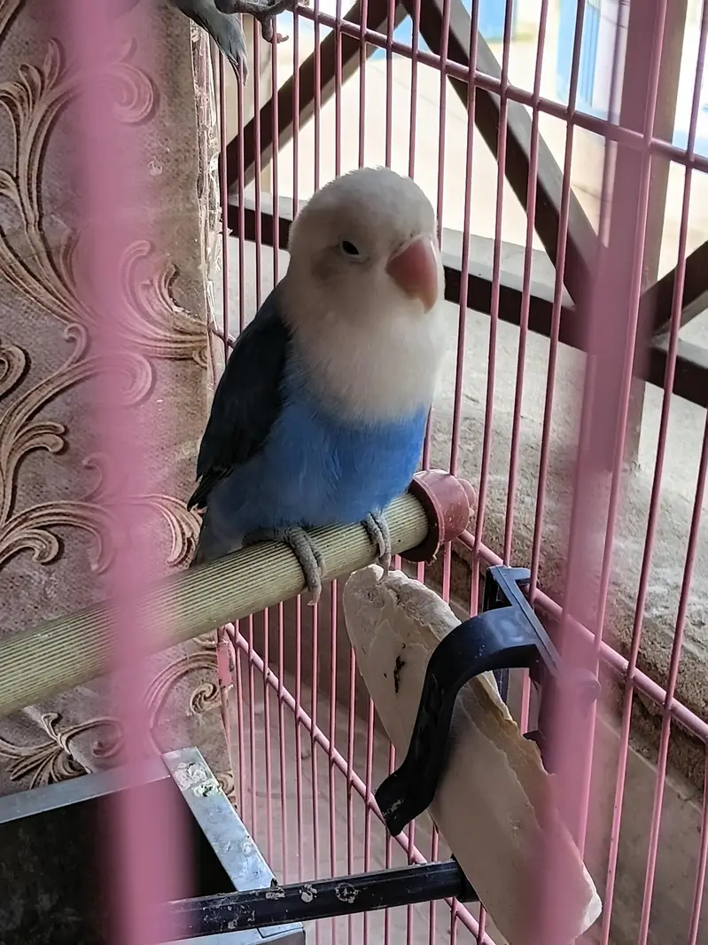 for sale beedar pair male female confirm — photo 3