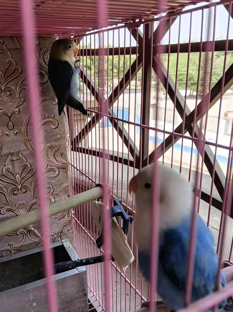 for sale beedar pair male female confirm — photo 4