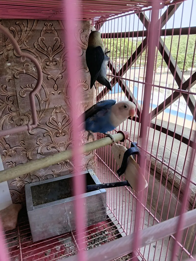 for sale beedar pair male female confirm — photo 5