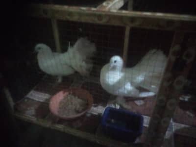 pigeon pair plus cage