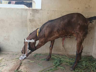 nagra bakri jumbo size