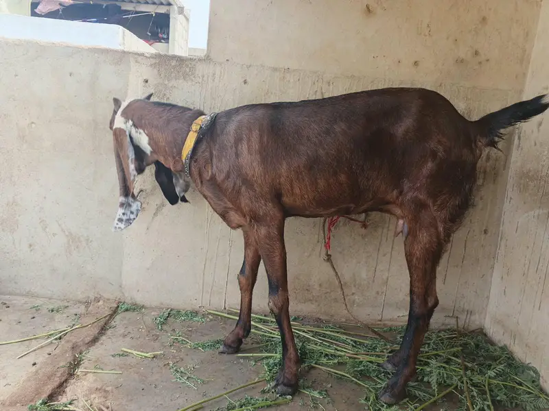 nagra bakri jumbo size — photo 2