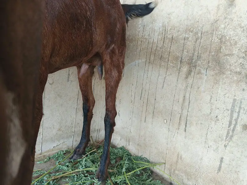 nagra bakri jumbo size — photo 3