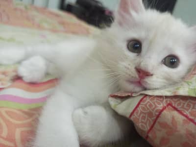 Male & Female Twin Kittens – Rs. 10,000 for Pair
