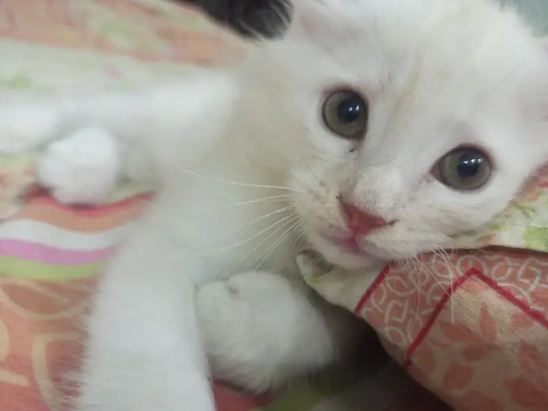 Male & Female Twin Kittens – Rs. 10,000 for Pair — photo 2
