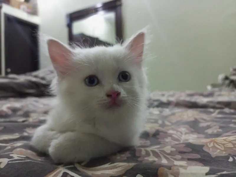 Male & Female Twin Kittens – Rs. 10,000 for Pair — photo 3