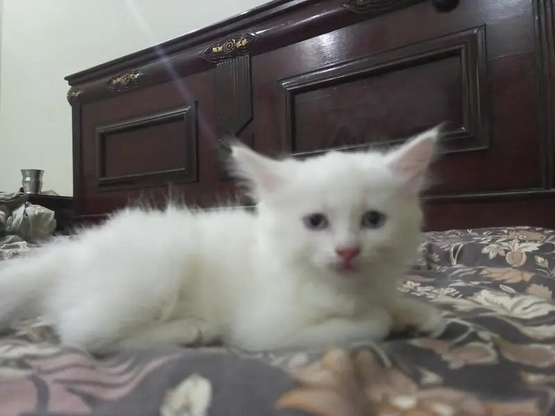 Male & Female Twin Kittens – Rs. 10,000 for Pair — photo 4