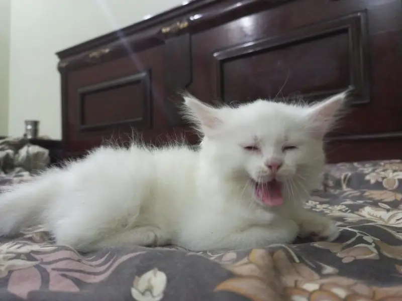Male & Female Twin Kittens – Rs. 10,000 for Pair — photo 5