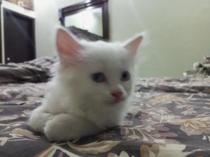 Male & Female Twin Kittens – Rs. 10,000 for Pair — photo 6