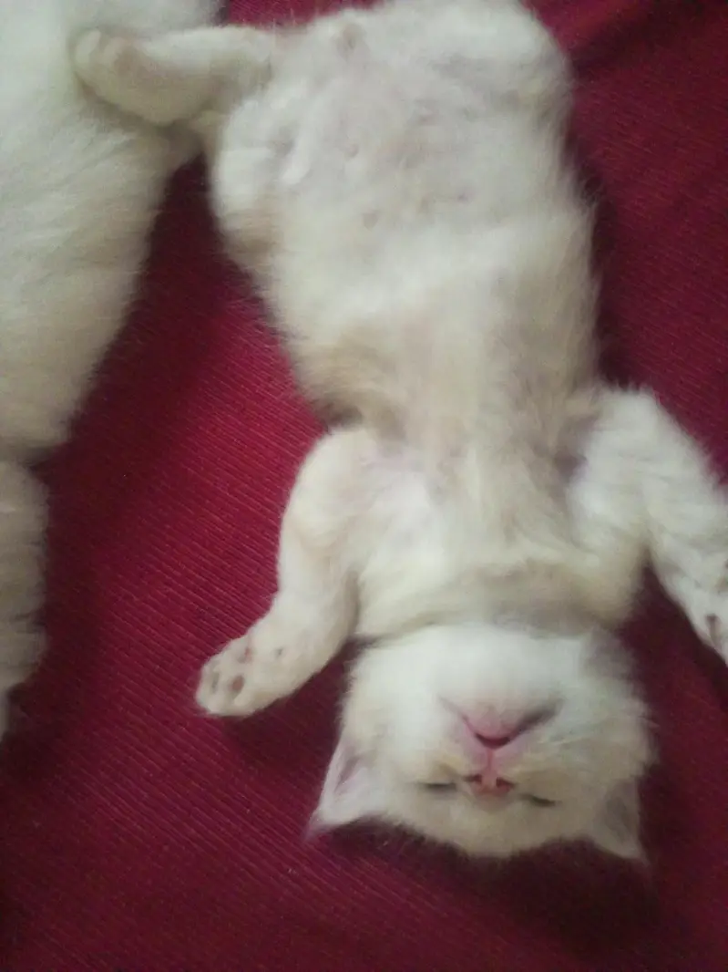 Male & Female Twin Kittens – Rs. 10,000 for Pair — photo 7