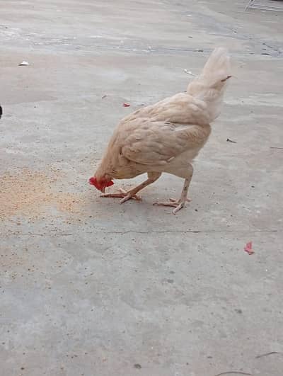 eegg lying hens ghar ki pali full active munasib price