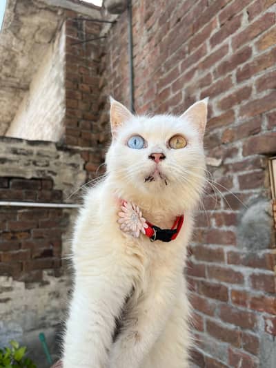 Persian cat Odd eyes  what's app : 03319614761