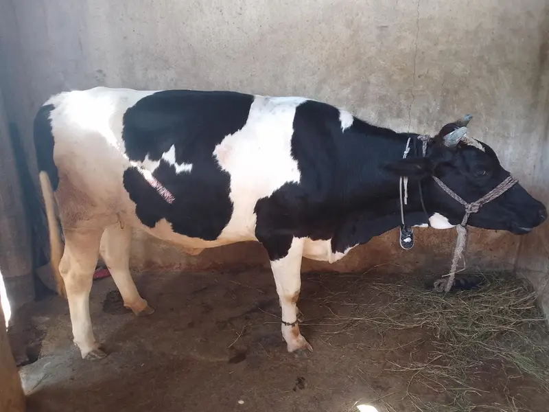 Mashaallah pure frezian 6manth pragnit waire — photo 2