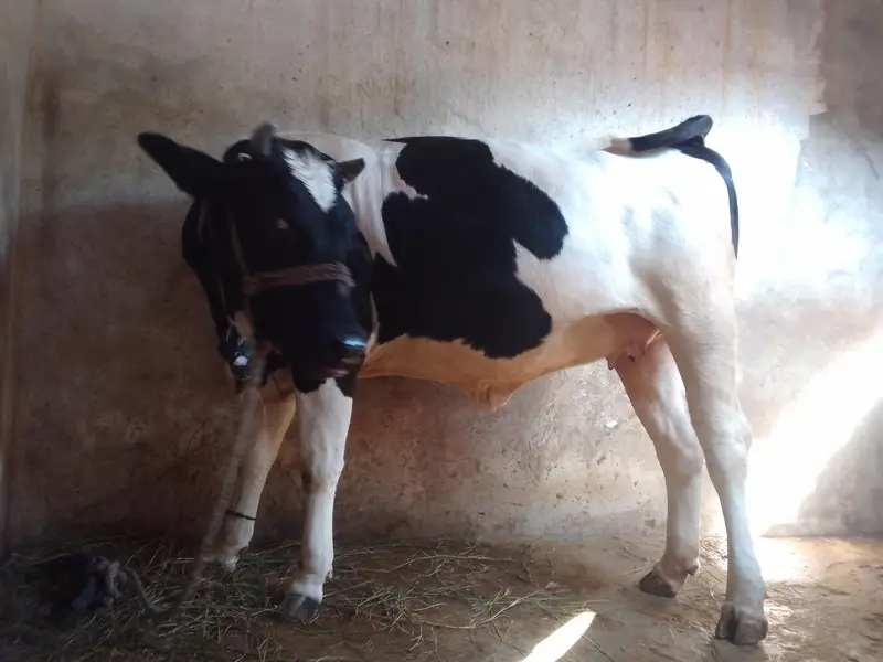 Mashaallah pure frezian 6manth pragnit waire — photo 6