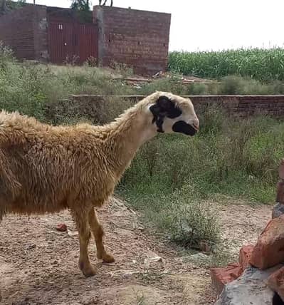 mundri sheep 2 dant 1 months cross