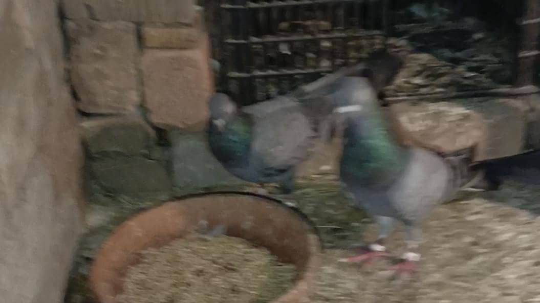 NEELA PAIR 0