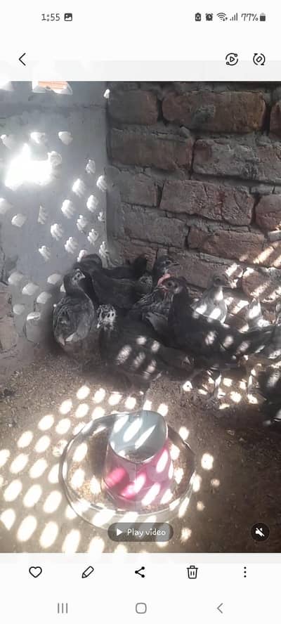 Blue & Black heritage cross Australorp 43 days old chicks available