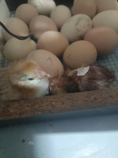 Pure RUR 2 pieces dayold chicks available