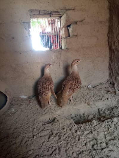 breeder pair