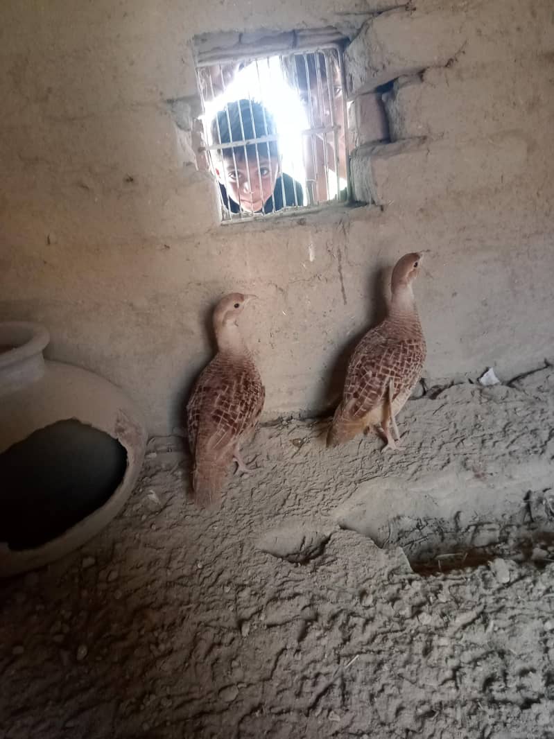 breeder pair 1