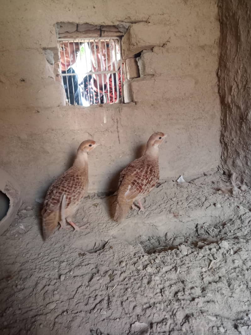 breeder pair 2