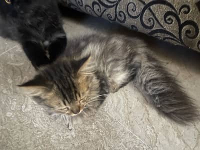 Persian Kitten