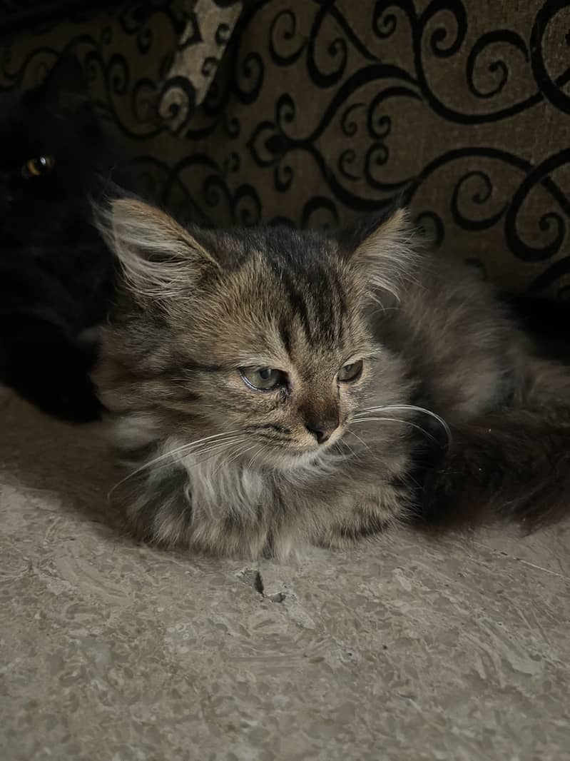Persian Kitten 1