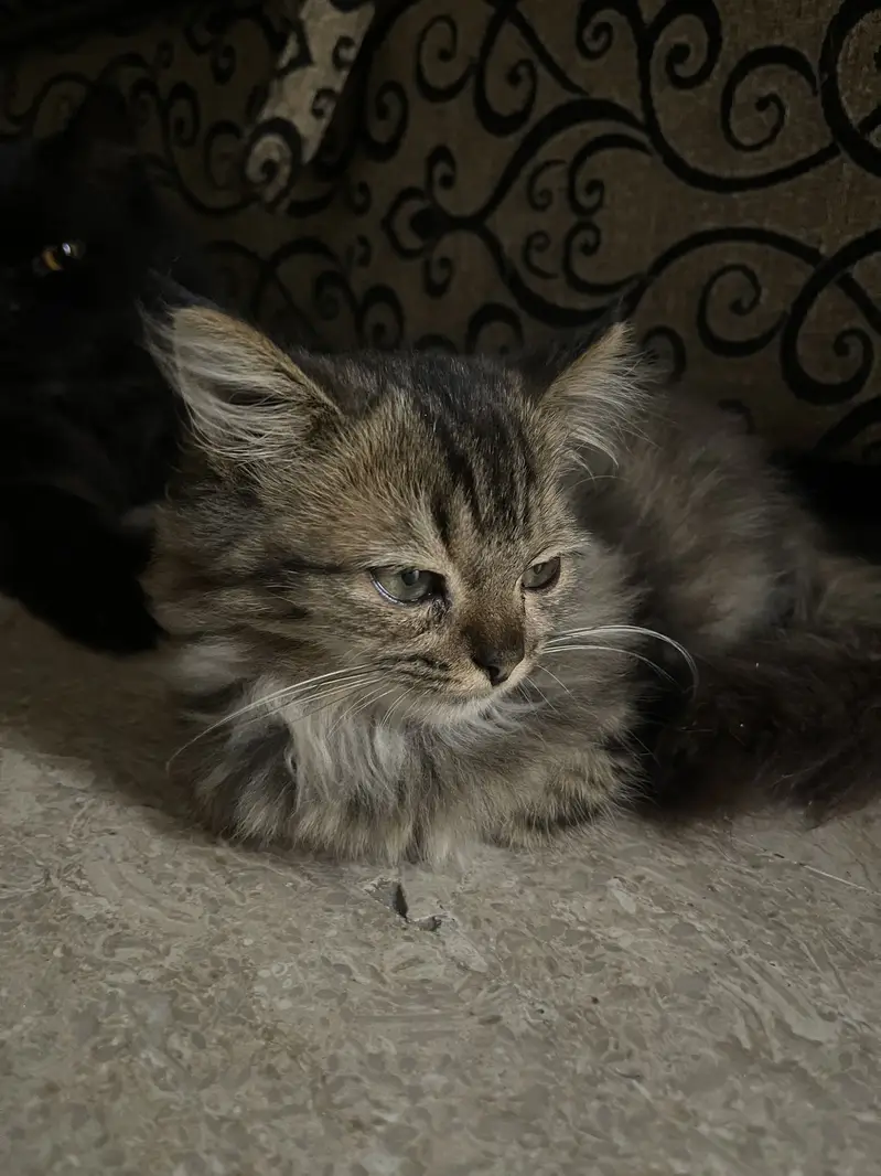 Persian Kitten — photo 2