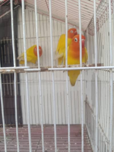 Love bird
