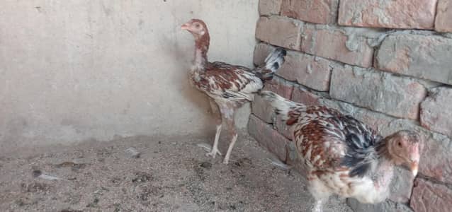 Desi chozy female