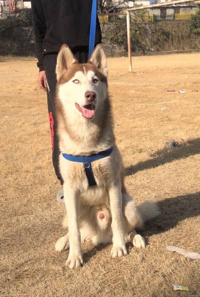 Siberian husky Stud service