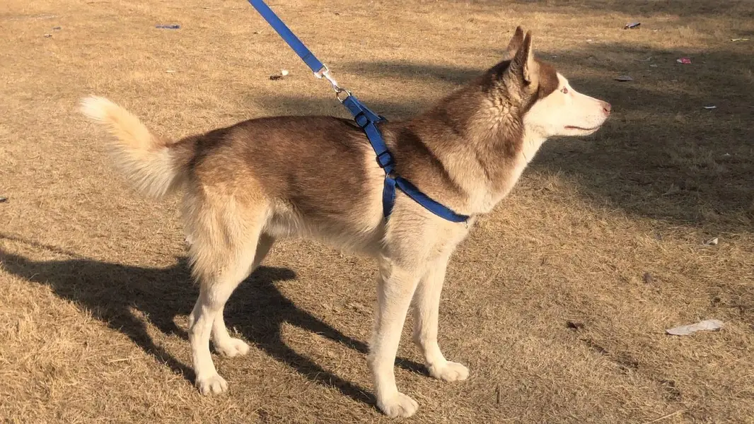 Siberian husky Stud service — photo 2